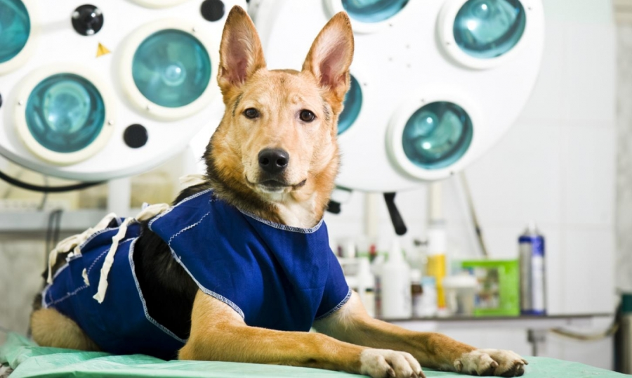 Лапароскопическая стерилизация и кастрация собак | Москва