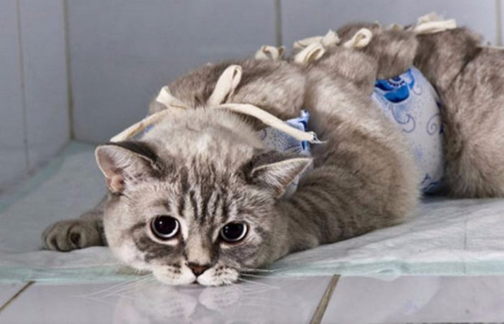 Лапароскопическая стерилизация кошек в Текстильщиках